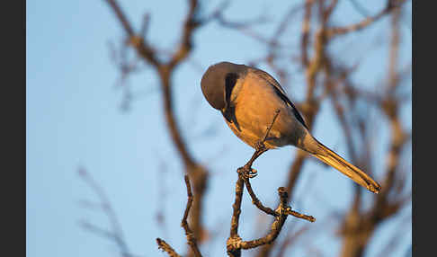 Raubwürger (Lanius excubitor koenigi)