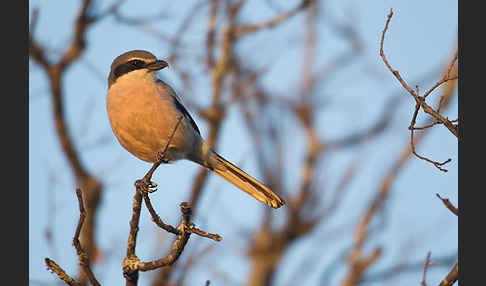 Raubwürger (Lanius excubitor koenigi)