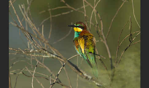 Bienenfresser (Merops apiaster)