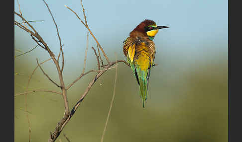 Bienenfresser (Merops apiaster)