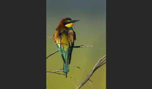 Bienenfresser (Merops apiaster)