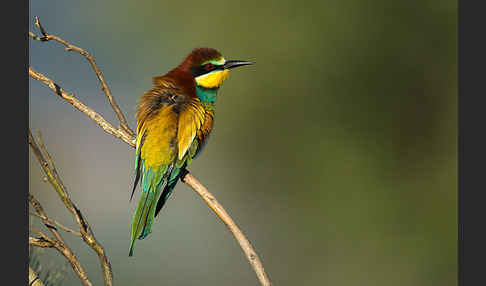 Bienenfresser (Merops apiaster)