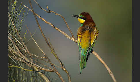 Bienenfresser (Merops apiaster)