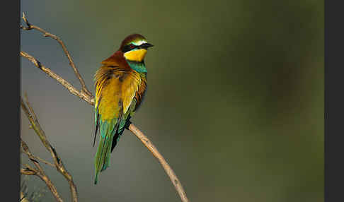 Bienenfresser (Merops apiaster)