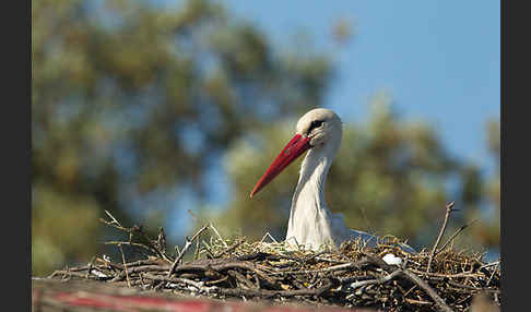 Weißstorch (Ciconia ciconia)