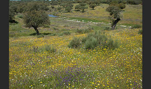 Spanien (Spain)