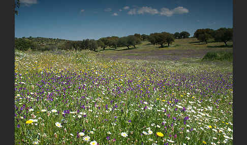 Spanien (Spain)