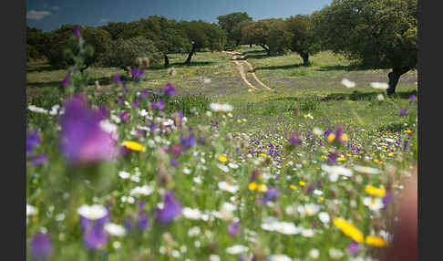 Spanien (Spain)