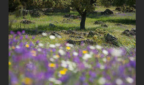 Spanien (Spain)