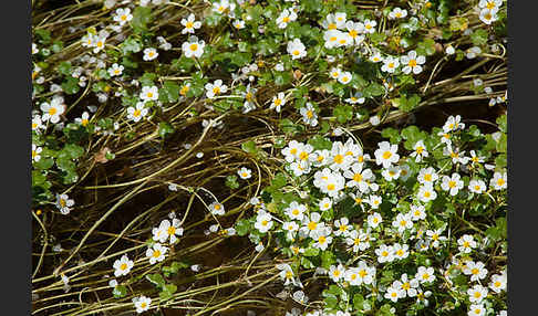 Schild-Wasser-Hahnenfuß (Ranunculus peltatus)