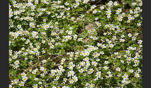 Schild-Wasser-Hahnenfuß (Ranunculus peltatus)