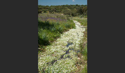 Schild-Wasser-Hahnenfuß (Ranunculus peltatus)