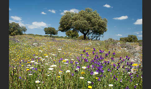 Spanien (Spain)