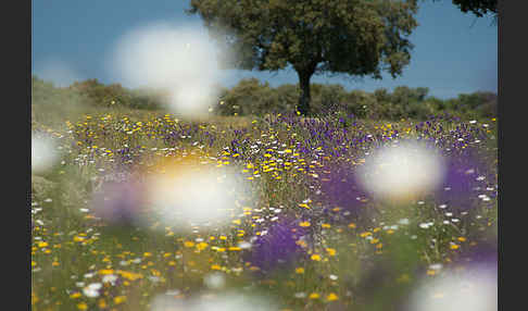 Spanien (Spain)