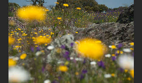 Spanien (Spain)