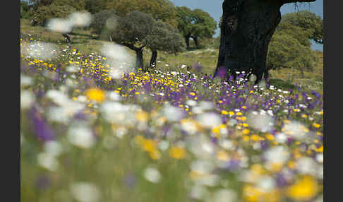 Spanien (Spain)