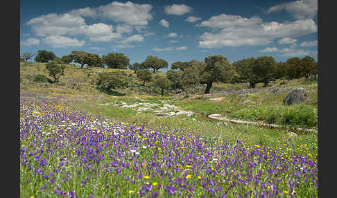 Spanien (Spain)