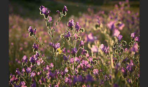 Wegerichblättriger Natternkopf (Echium plantagineum)