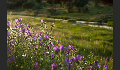 Wegerichblättriger Natternkopf (Echium plantagineum)