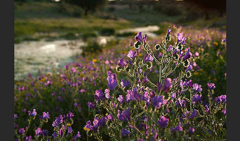 Wegerichblättriger Natternkopf (Echium plantagineum)