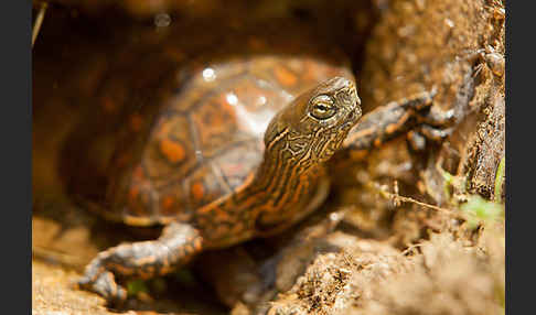 Spanische Wasserschildkröte (Mauremys leprosa)