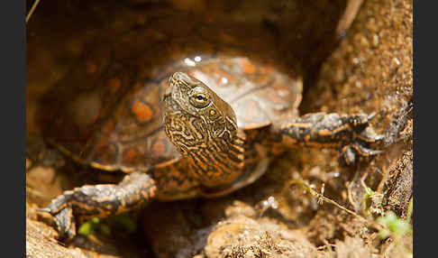 Spanische Wasserschildkröte (Mauremys leprosa)