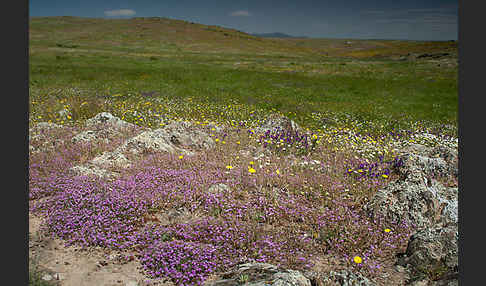 Rote Schuppenmiere (Spergularia rubra)