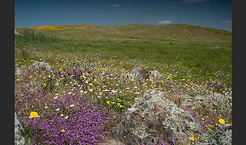 Rote Schuppenmiere (Spergularia rubra)