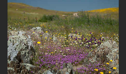 Rote Schuppenmiere (Spergularia rubra)