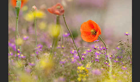 Rote Schuppenmiere (Spergularia rubra)