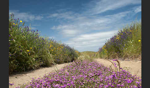 Spanien (Spain)