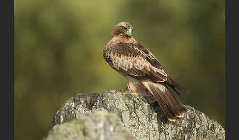 Zwergadler (Aquila pennata)