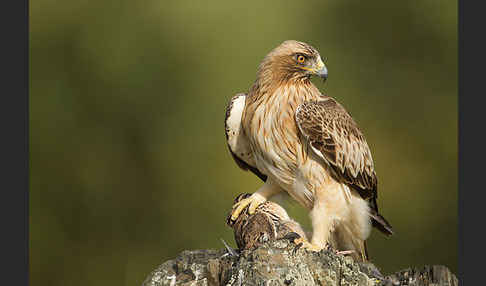 Zwergadler (Aquila pennata)