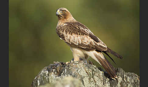 Zwergadler (Aquila pennata)