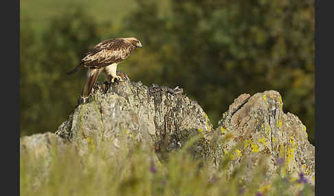 Zwergadler (Aquila pennata)