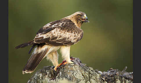 Zwergadler (Aquila pennata)