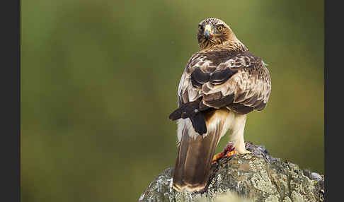 Zwergadler (Aquila pennata)