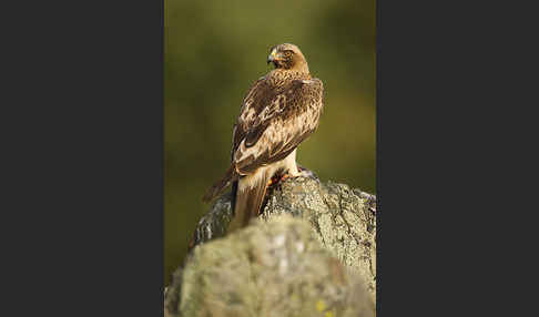 Zwergadler (Aquila pennata)