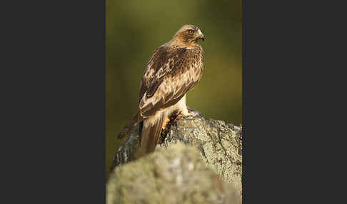 Zwergadler (Aquila pennata)