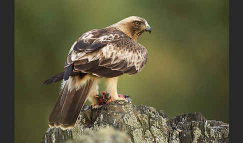 Zwergadler (Aquila pennata)