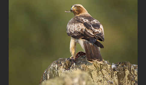 Zwergadler (Aquila pennata)