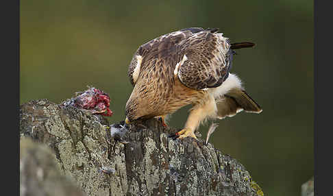 Zwergadler (Aquila pennata)