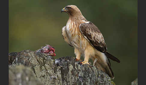 Zwergadler (Aquila pennata)