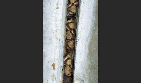 Isabell-Fledermaus (Eptesicus isabellinus)
