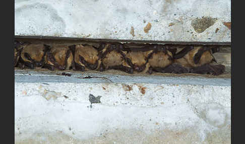 Isabell-Fledermaus (Eptesicus isabellinus)