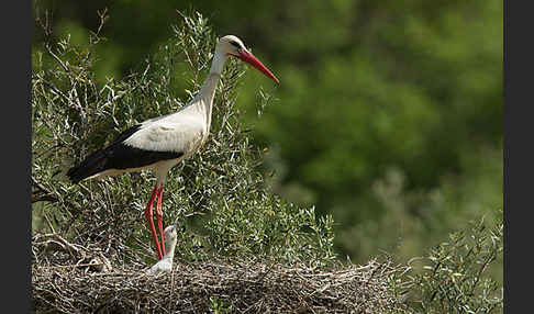 Weißstorch (Ciconia ciconia)