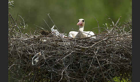 Weißstorch (Ciconia ciconia)