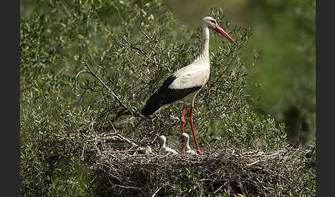 Weißstorch (Ciconia ciconia)