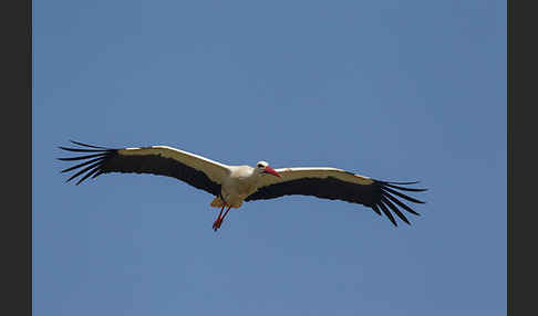 Weißstorch (Ciconia ciconia)