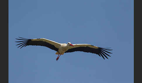 Weißstorch (Ciconia ciconia)